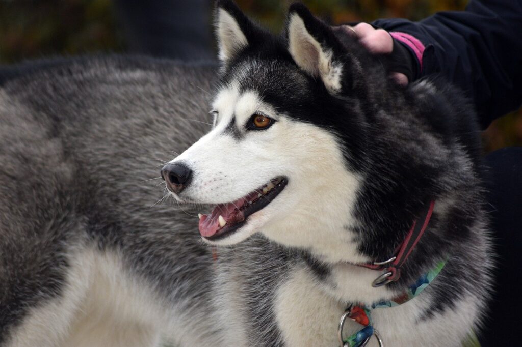 06 Motivos Para Ter Um Husky Siberiano