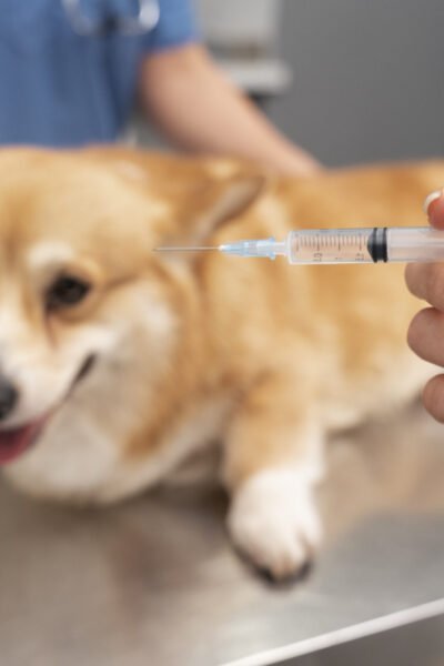 A Importância da Vacinação para o Seu Pet