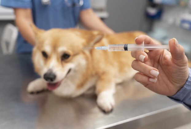 A Importância da Vacinação para o Seu Pet