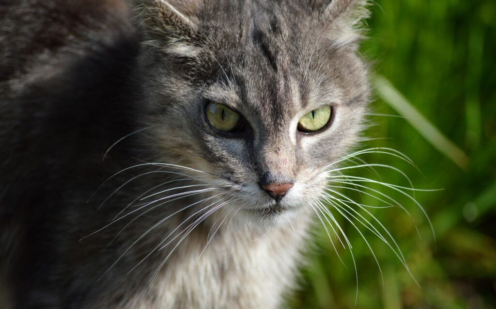 Pode Cortar o Bigode do Gato? Bigodes dos Felinos