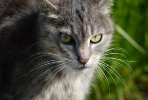 Pode Cortar o Bigode do Gato? Bigodes dos Felinos