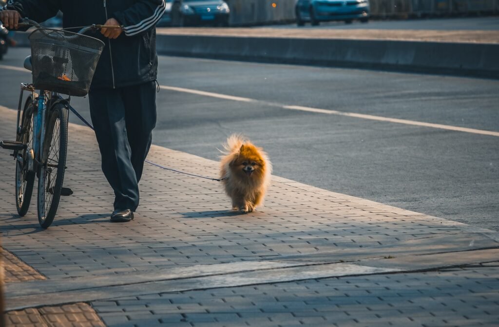 Por que Levar o Cachorro para Passear: Amor e Carinho aos Pets
