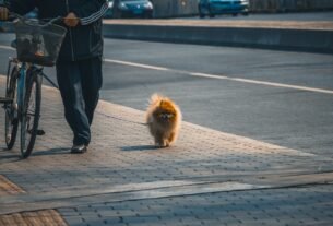 Por que Levar o Cachorro para Passear: Amor e Carinho aos Pets