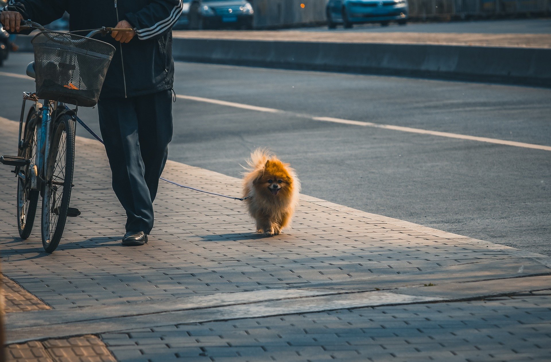 Por que Levar o Cachorro para Passear: Amor e Carinho aos Pets