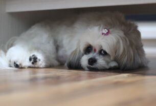 Quais as Características e Comportamento do Shih Tzu?