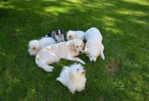 Qual é a Raça de Cachorro que Dá Menos Trabalho?