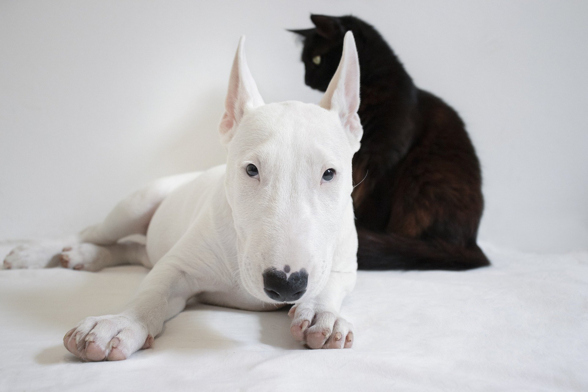 08 Cuidados Essenciais com Seu Pet no Calor