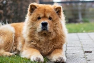 Chow Chow