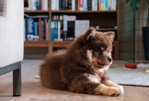Como Deixar Seu Pet Sozinho em Casa com Segurança e Conforto