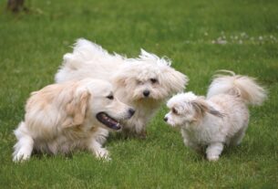 Como Entreter os Pets