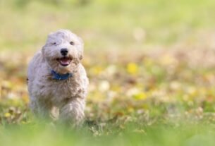 Curiosidades Surpreendentes sobre Cães
