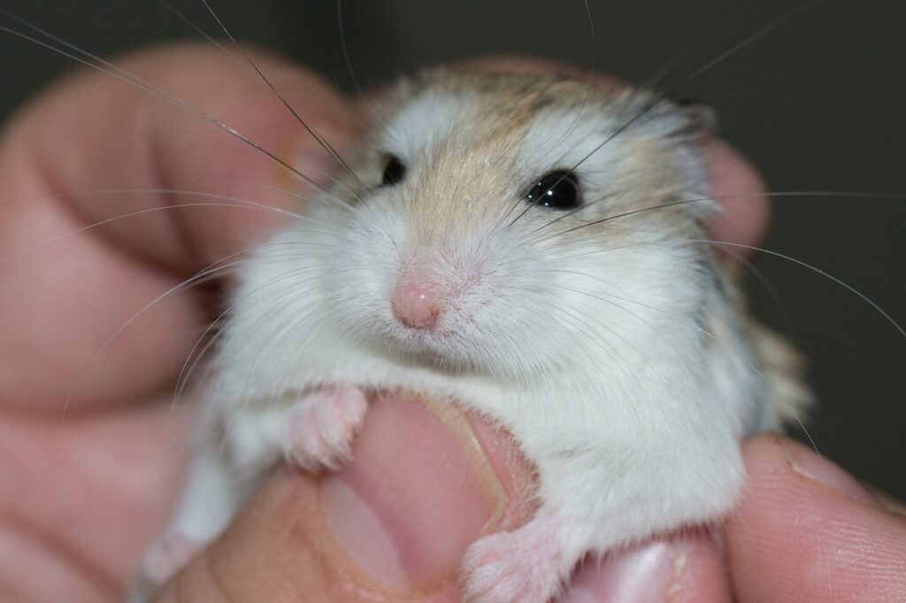 Hamster Como Animal de Estimação