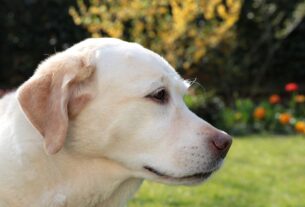 O Fascinante Mundo do Labrador