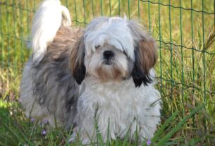 O que devo saber antes de ter um Shih Tzu