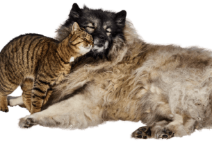 Tendências no Mercado Pet para 2024: 10 Fatos Imperdíveis!