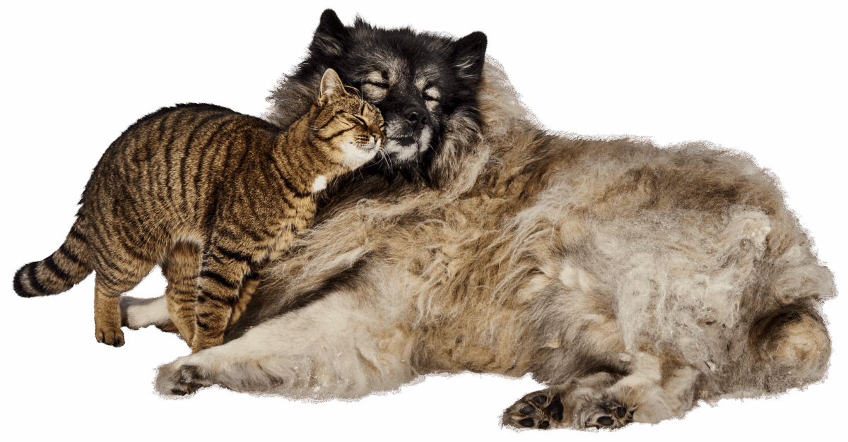 Tendências no Mercado Pet para 2024: 10 Fatos Imperdíveis!