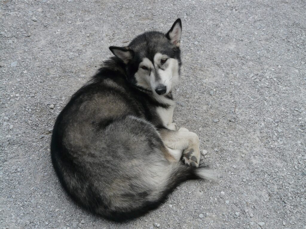 06 Motivos para Ter um Husky Siberiano