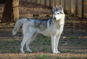 06 Motivos para Ter um Husky Siberiano