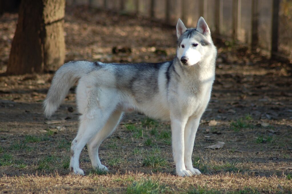 06 Motivos para Ter um Husky Siberiano