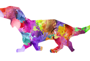 Por que Nunca se Deve Tingir o Pelo do Cachorro