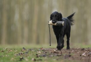 Adestramento Positivo para Cães