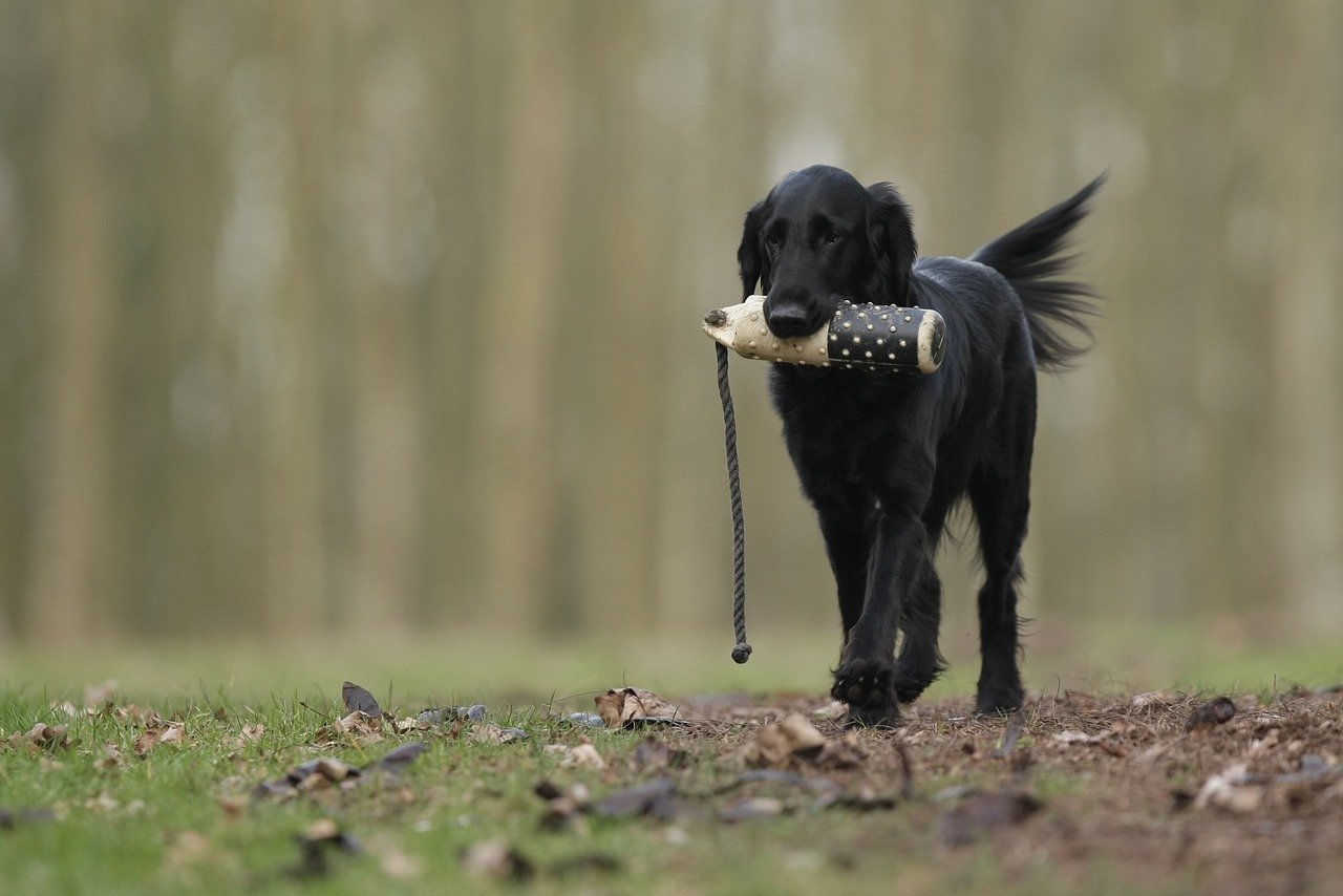 Adestramento Positivo para Cães