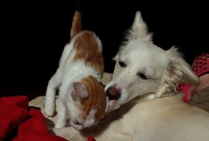 Cachorro e gato juntos