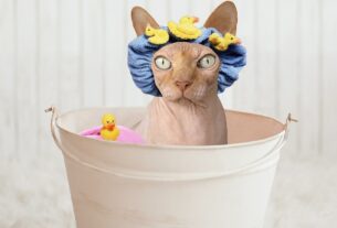 Cuidados com a higiene dos gatos