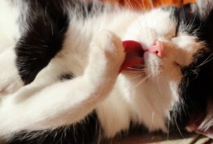 Descubra porque os gatos se lambem