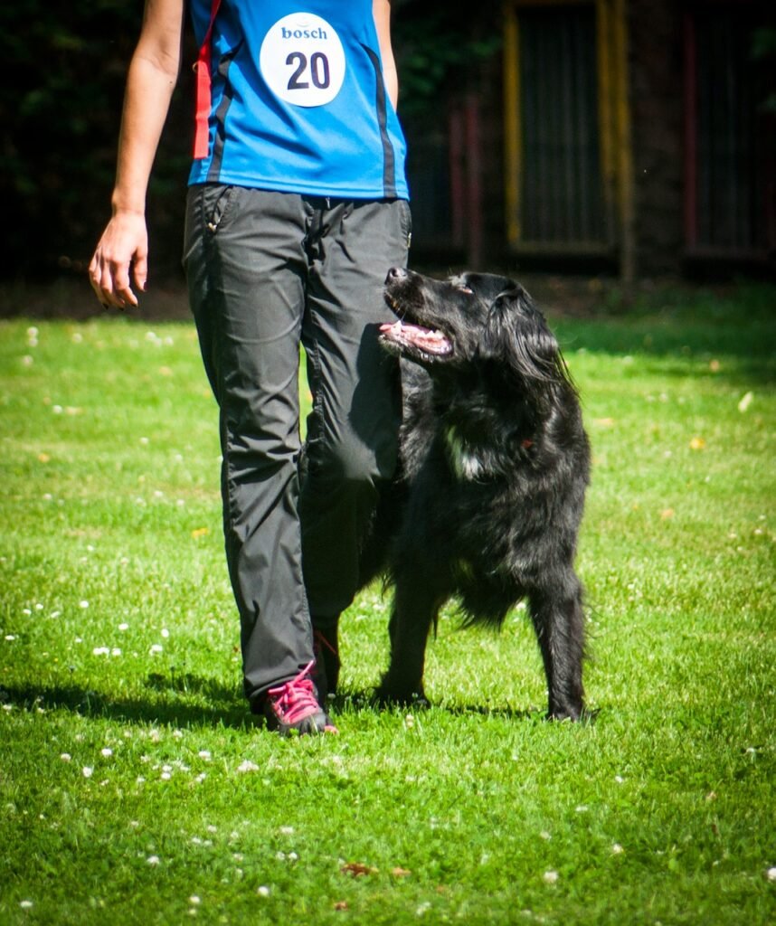 O Adestramento de Cães 