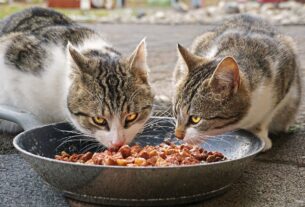 Quantas vezes o gato deve comer por dia