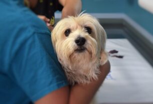 Vacinação para Pets e Seu Papel Crucial na Saúde