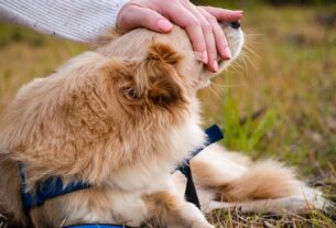 08 Exercícios para Cães Fazerem em Casa com o Tutor
