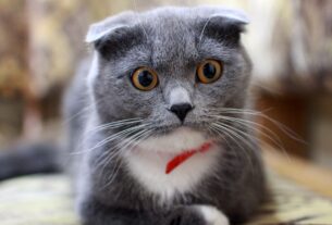 10 Coisas que os Gatos Amam