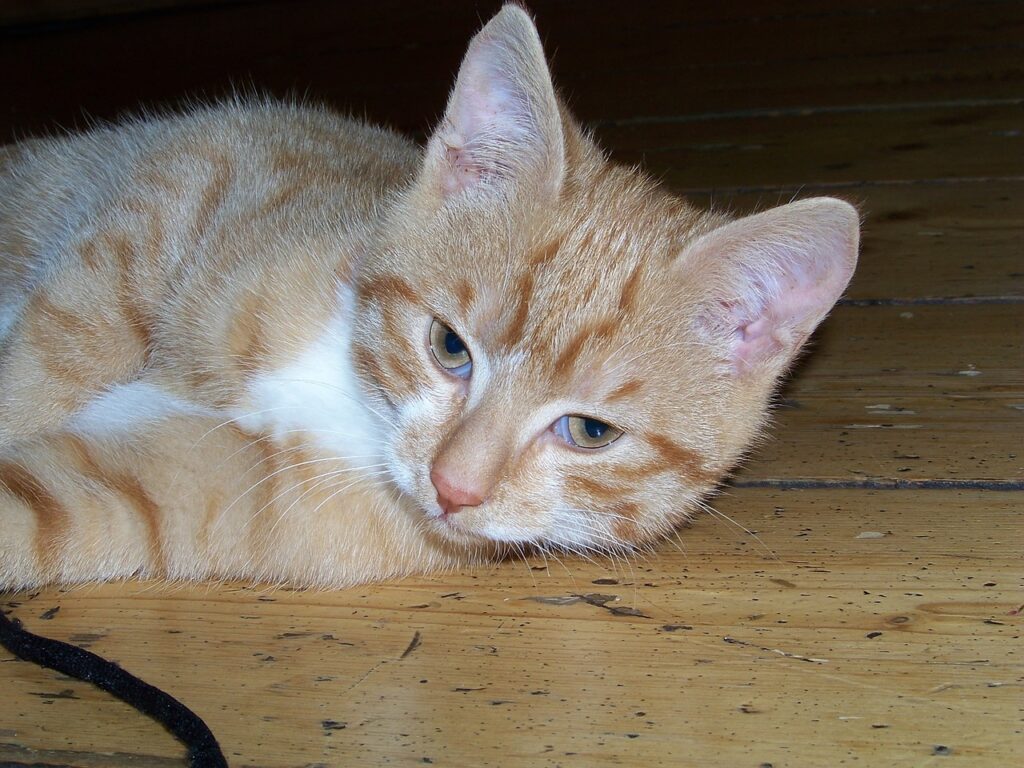 As 5 Principais Curiosidades sobre Cães e Gatos