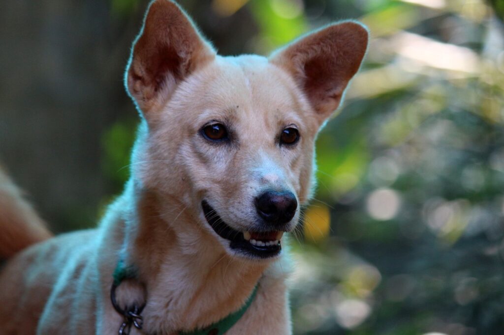 As 5 Principais Curiosidades sobre Cães e Gatos