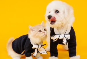 As 5 Principais Curiosidades sobre Cães e Gatos