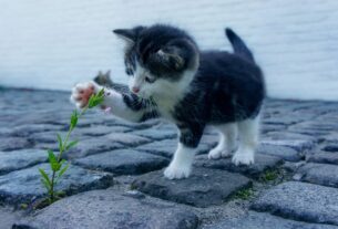 Brasil Terceiro no Mundo em Pets, Setor Movimenta R$ 52 Bi