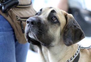 Cachorro Fila Brasileiro Um Guardião Leal e Imponente