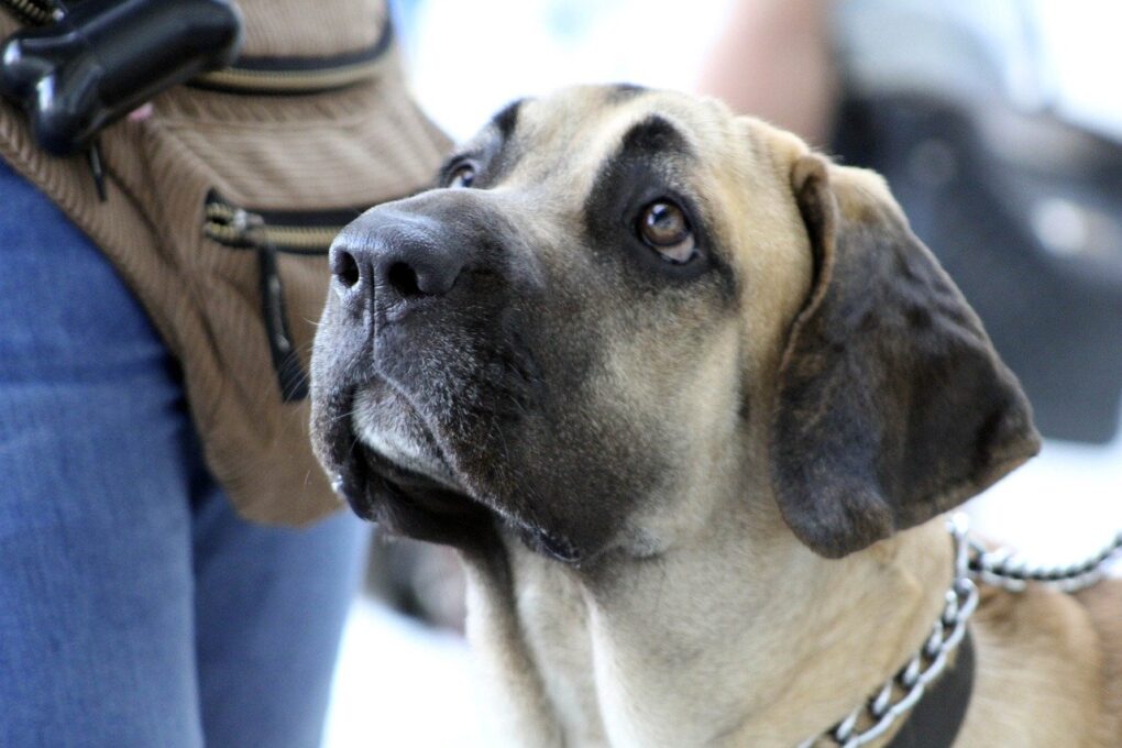 Cachorro Fila Brasileiro Um Guardião Leal e Imponente