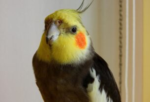 Calopsitas 10 Dicas Essenciais