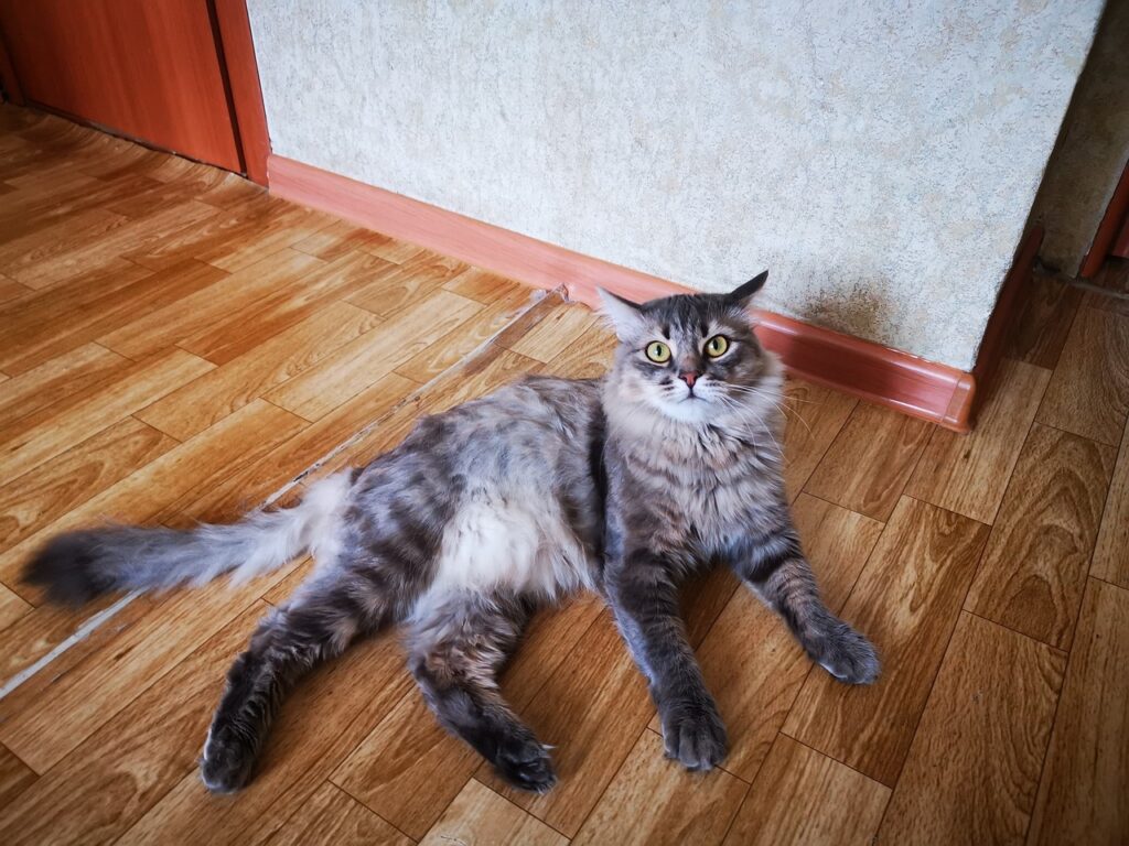 Cheiro de Alvejante Pode Afetar os Gatos