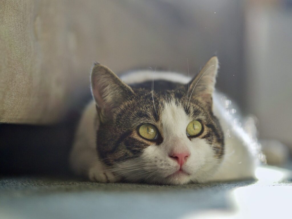 Cheiro de Alvejante Pode Afetar os Gatos