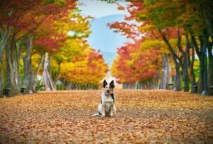 Cuidados com Seu Pet Durante o Outono