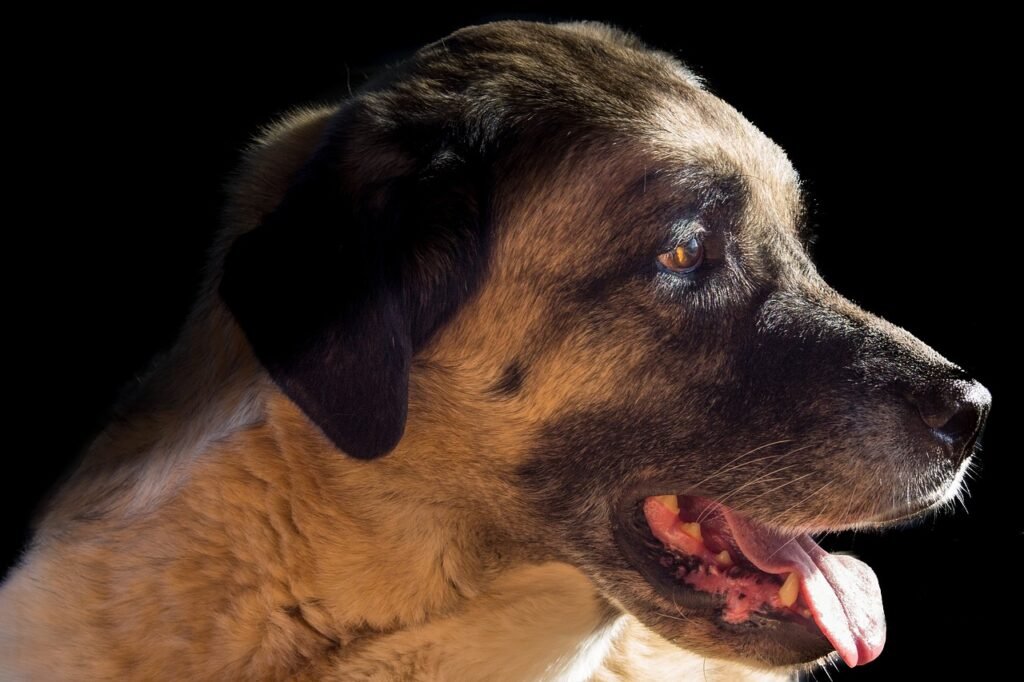 Kangal Cachorro com uma Mordida Poderosa