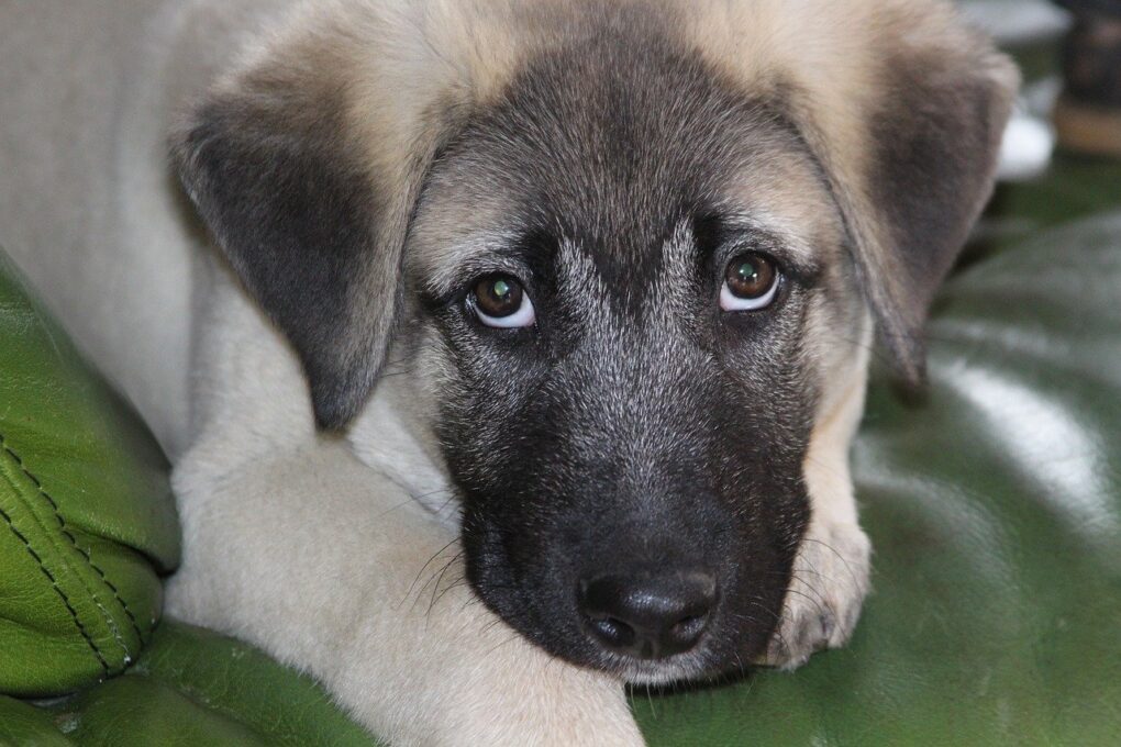 Kangal Cachorro com uma Mordida Poderosa