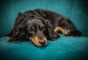 Seu cão arrasta o bumbum no chão