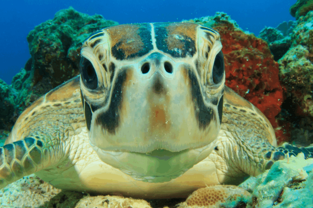 03 Tipos de Tartarugas para Ter em Casa