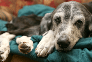 08 Sintomas de Velhice em Cães