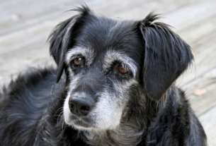 08 Sintomas de Velhice em Cães